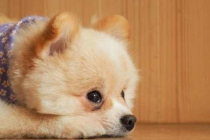 狗狗拉黄稀水状是怎么回事