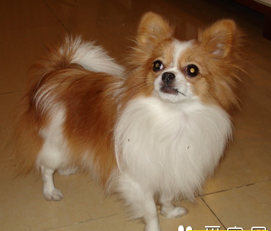 小型犬哪种最聪明 根据自己的需要选择