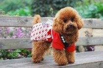 泰迪腿忽然惨叫后腿瘸了