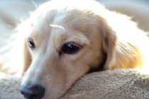 狗狗拉稀需不需要给他们多喝水