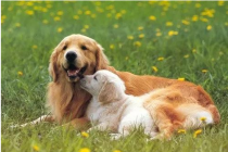 小狗在发情期时怎么处理？