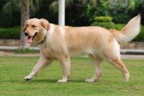 金毛走路一瘸一拐但看不见伤