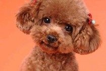 泰迪感冒了能自身好么