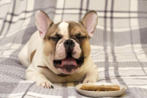 小狗口腔溃疡能治愈吗