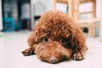 小泰迪背毛愈来愈浅？宠主搞好这5件事，不必担心小狗会退色