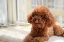 狗的牙龈肿痛喷西瓜霜好么