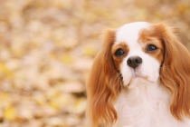 狗狗拉稀如何调养