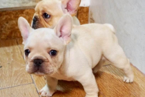 教你狗狗打疫苗完疫苗后会出現哪些反映