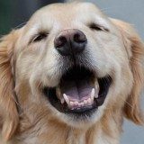 警惕！导致狗狗四肢无力的四个原因