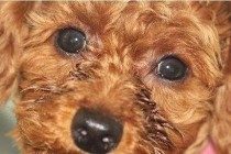 狗狗泪痕的毛如何洗干净