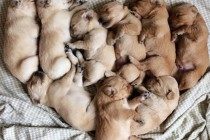 小狗被送走后,狗妈妈伤心该怎么办?5招教你抚慰它。