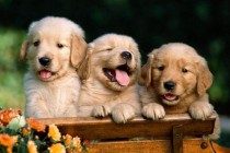 狗狗口腔溃疡消肿吗