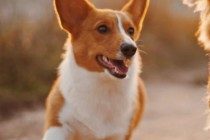 狗狗鼻子越来越干躁一定是病症引发吗?狗狗鼻子干燥的缘故有什么