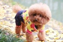 狗狗流鼻涕是感冒发烧吗