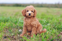 狗狗一天沒有拉尿