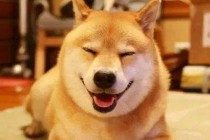 柴犬毛发必须医护吗，柴犬毛发不医护行吗?