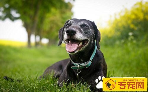 狗不可食用的食物有哪些  狗饮食两误区介绍