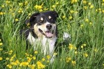 养宠物一定要驱虫吗？三招教你分辨狗狗是不是感染寄生虫？