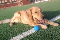 狗狗缺钙会造成 忽然不可以走动吗