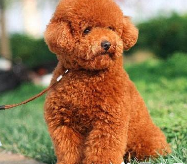 小型犬智力排行 高智商的小型犬并不多