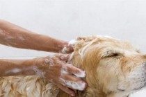 给狗狗洗澡澡,你要注意以下几个事项