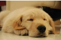 小狗体内普遍的寄生虫类型!