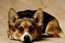 狗狗吃什么蔬菜能够推动排便