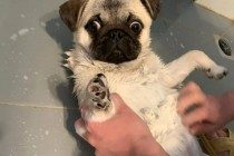 狗狗去玩一趟回家了后经常腹泻找不到缘故？请注意这类裂头蚴