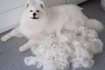 冬季家中狗毛满天飞?别担忧,教你好多个小方法轻轻松松处理