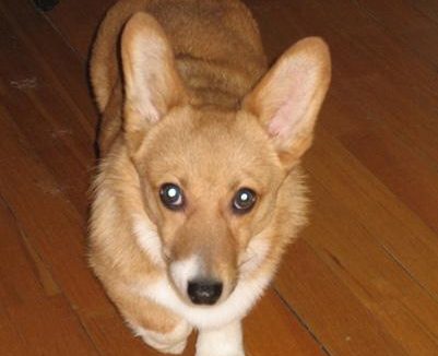 柯基犬的寿命有多长 怎样让狗狗延长寿命