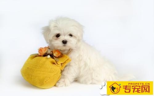 狗在家里的适宜温度是多少 新生小狗应注意保温