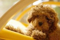 泰迪睡醒浓眼屎多是吃完容易上火的东西吗