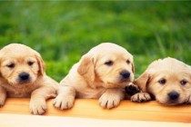 4个月大的金毛为何许多 尿