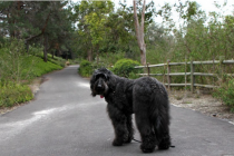 为什么说大型狗不可以家居喂养！这5种小狗身型虽大却溫柔，毫无疑问不撕家