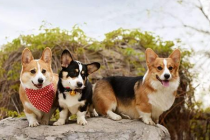 柯基外伤性痊愈方式,如何让狗狗外伤性痊愈快