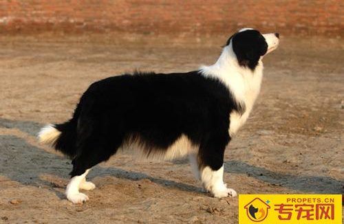 边境牧羊犬能长多大 标准体重身长是什么