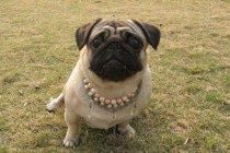 犬瘟热的症状及治疗方法，新手家长快学习起来