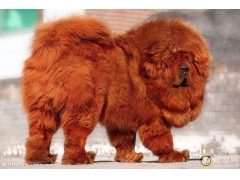 藏獒繁育要改良种犬局部缺陷