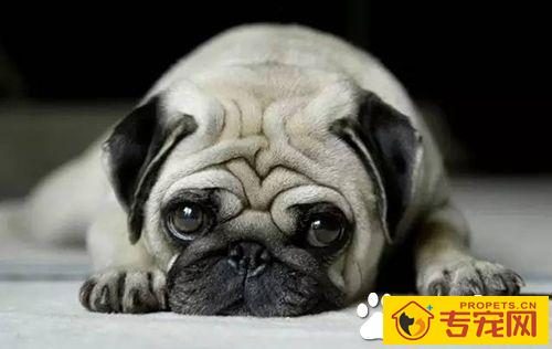 狗狗鼻子干是生病的前兆 狗狗鼻子会干的原因