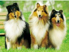 如何挑选健康的苏牧幼犬