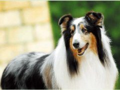 苏牧繁殖与发展的历史简介