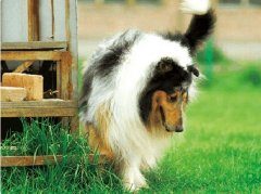 苏牧出现哪些情况被视为有缺陷