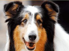 苏牧和喜乐蒂牧羊犬有什么区别