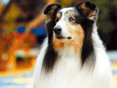 饲养苏牧需要哪些准备物品