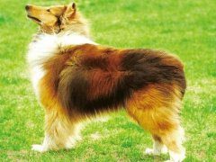 苏牧断奶期饮食特点