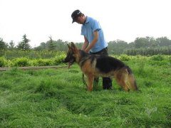 德国牧羊犬训练中的注意事项