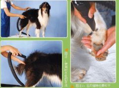 给苏牧梳毛的正确方法是什么