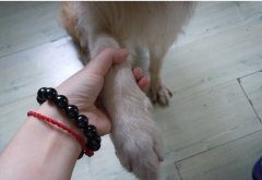 如何更科学的护理苏牧犬