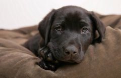 如何阻止拉布拉多在家搞破坏