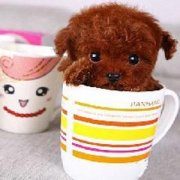 金毛萨摩耶泰迪犬比熊犬哪个好养